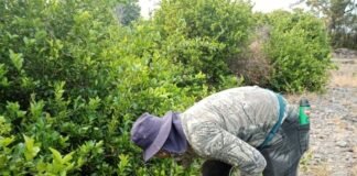 Asesinan a tres cortadores de limón en Michoacán