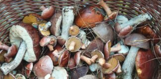 Octavo Festival Universitario del Hongo; gastronomía, concursos y actividades culturales