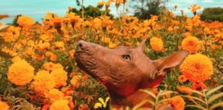 Xoloitzcuintle, pieza fundamental en este Día de Muertos