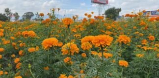 Llega Festival de la Flor de Cempasúchil a los campos de Tlaxcoapan, Hidalgo