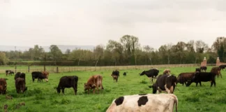 Impuestos al ganado, ¿una de las formas de controlar sus emisiones contaminantes?