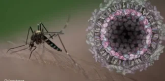 Avance histórico: Ixchiq, la vacuna contra chikungunya logra aprobación acelerada