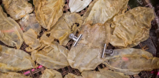 Decomisan buches de Totoaba procedente de México en Tailandia