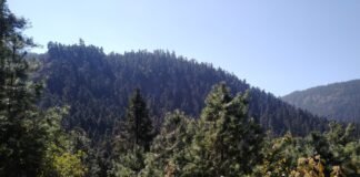 Jornadas de reforestación en Veracruz: gobierno destina 9.5 millones de pesos