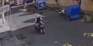 ¡Como en la AAA! Perrito se lanza desde el techo contra un motociclista