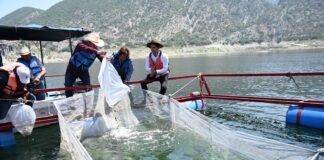 Proyecto «Siembra de Crías de Peces» supera expectativas en Hidalgo