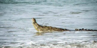 Emiten recomendaciones ante presencia de cocodrilos en playas de Ixtapa-Zihuatanejo