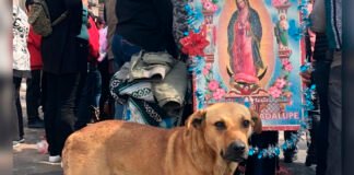 Colectivos piden no abandonar a sus perritos durante las peregrinaciones