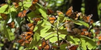 Santuarios de la mariposa monarca en Edomex: dónde son y y cómo llegar