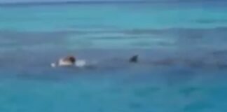 Tiburón ataca a pareja de turistas canadienses en playas de Zihuatanejo