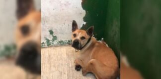 Rescatan 13 pitbull que vivían en criadero clandestino en CDMX