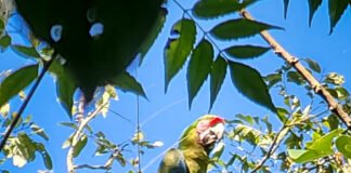 Detectan guacamaya verde en Chapulhuacán y Tepehuacan de Guerrero