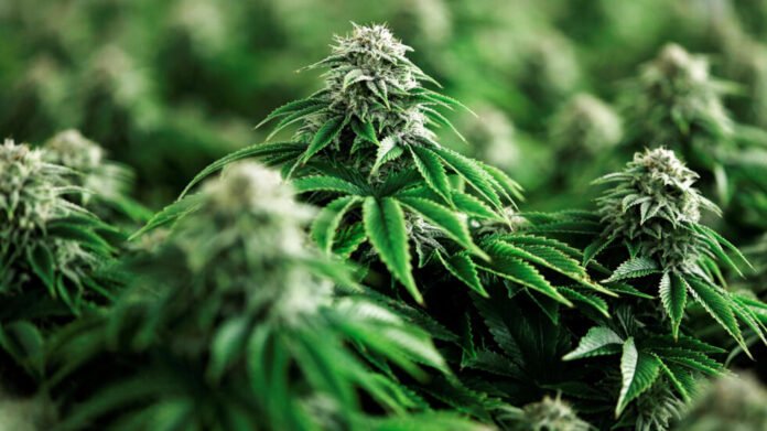 Cannabis-legalizacions