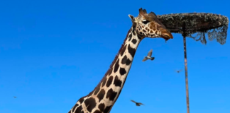 La jirafa Benito llega a su nueva y cómoda casa en Puebla