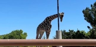 ¡Tendrá un nuevo hogar! Rescatan a Jirafa Benito, irá a Africam Safari Puebla