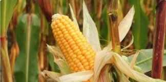 Bajas temperaturas afectan cultivos en Sonora