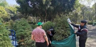 Dónde dejar tu árbol de Navidad para reciclar, en la CDMX