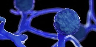¿La próxima pandemia la podrían ocasionar los hongos? Esto dice la OMS
