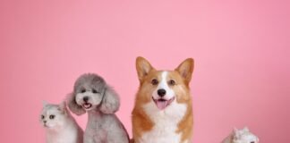 Buscan incorporar al Código Penal delitos por actos de maltrato y crueldad animal