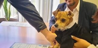 ¡Con su huellita! Perrito «firma» como testigo en la boda de sus dueños