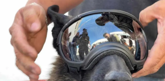 Jubilan a ‘Rigoberto», perro policía del Edomex; lo darán en adopción