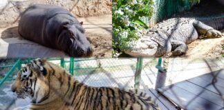 Visita el Zoológico de Tulancingo esta Semana Santa 2024