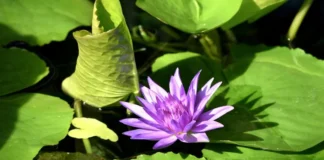 Lirio acuático, la posible respuesta para limpiar la presa de Valle de Bravo