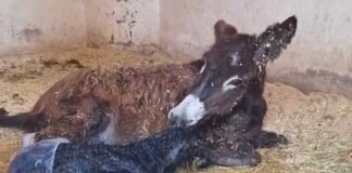 Cuacolandia: A dos días de la muerte de Elena Larrea, nace burrito arcoíris