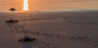 Viaja a Acapulco y vive la fascinante liberación de tortugas