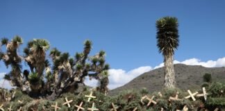 Semarnath: Convertirán 300 árboles navideños en composta