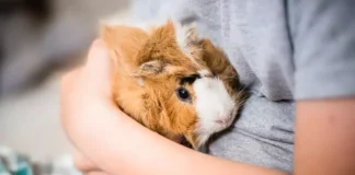 Encuentran cuyo abandonado en su jaula con conmovedora nota en el metro de Londres