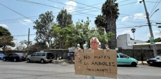 En pleno Día de la Tierra, Ayuntamiento autoriza tala de decenas de árboles En pleno Día de la Tierra, Ayuntamiento autoriza tala de decenas de árboles en Cuernavaca. FotoEspecial