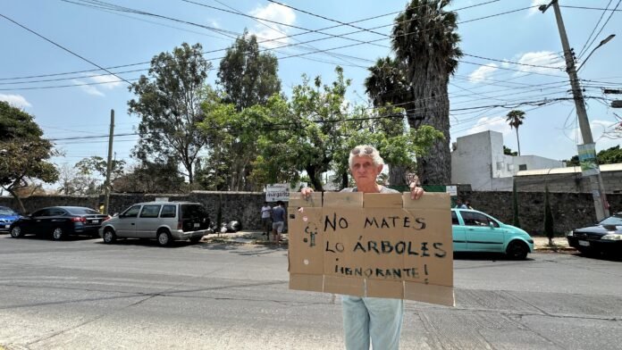 En pleno Día de la Tierra, Ayuntamiento autoriza tala de decenas de árboles en Cuernavaca. FotoEspecial