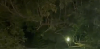 Invitados a boda terminan intoxicados con banquete en Cuernavaca