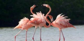 Día Internacional del Flamenco: algunas curiosidades sobre esta colorida ave