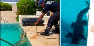 Cocodrilo que se fue a refrescar en alberca privada causa revuelo en Zihuatanejo