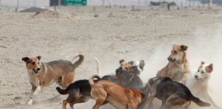 Sancionan a propietarios de perros que los dejan deambular por las calles