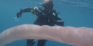 Alerta aparición de «gusanos gigantes» en el mar por intenso calor