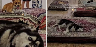 Denuncian la exposición de Nina Beier por usar perros reales en el Museo Tamayo