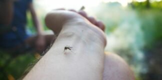 Invitan a tomar medidas preventivas contra el dengue en Hidalgo, van 29 casos