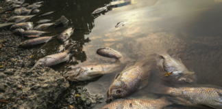 Mueren decenas de peces en afluente del río en la comunidad Plan de Ayala en San Felipe Orizatlán