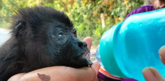 Urgencia ambiental en Tabasco y Chiapas; mueren más de 100 monos aulladores por calor