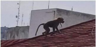 Avistan mono babuino en las azoteas de Pachuca