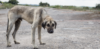 Hallan 12 perros muertos y 60 en abandono en pensión de CDMX