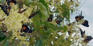 Coesbioh recomienda cuidar plantas nativas que alimentan e hidratan a las mariposas
