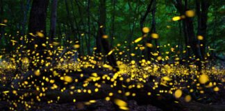 Vive la temporada de las luciérnagas en Tlatlauquitepec, Puebla