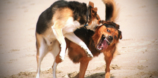 Hallan extremidad humana devorada por perros callejeros en Tepeji