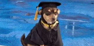 Perrito callejero se gradúa del Cecyte en Guanajuato