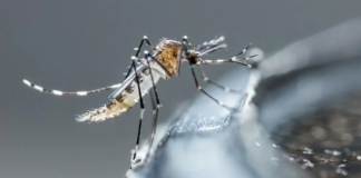 Alcanza Hidalgo los 200 casos de dengue