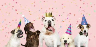 Próximo domingo celebración del Perro Fest en Parque Hidalgo